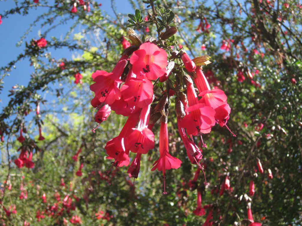 La Kantuta, la fleur  symbole de la Bolivie