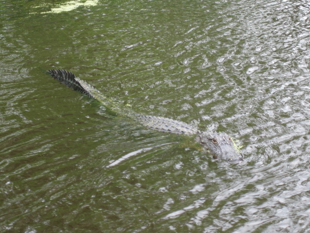 Alligators dans les bayous
