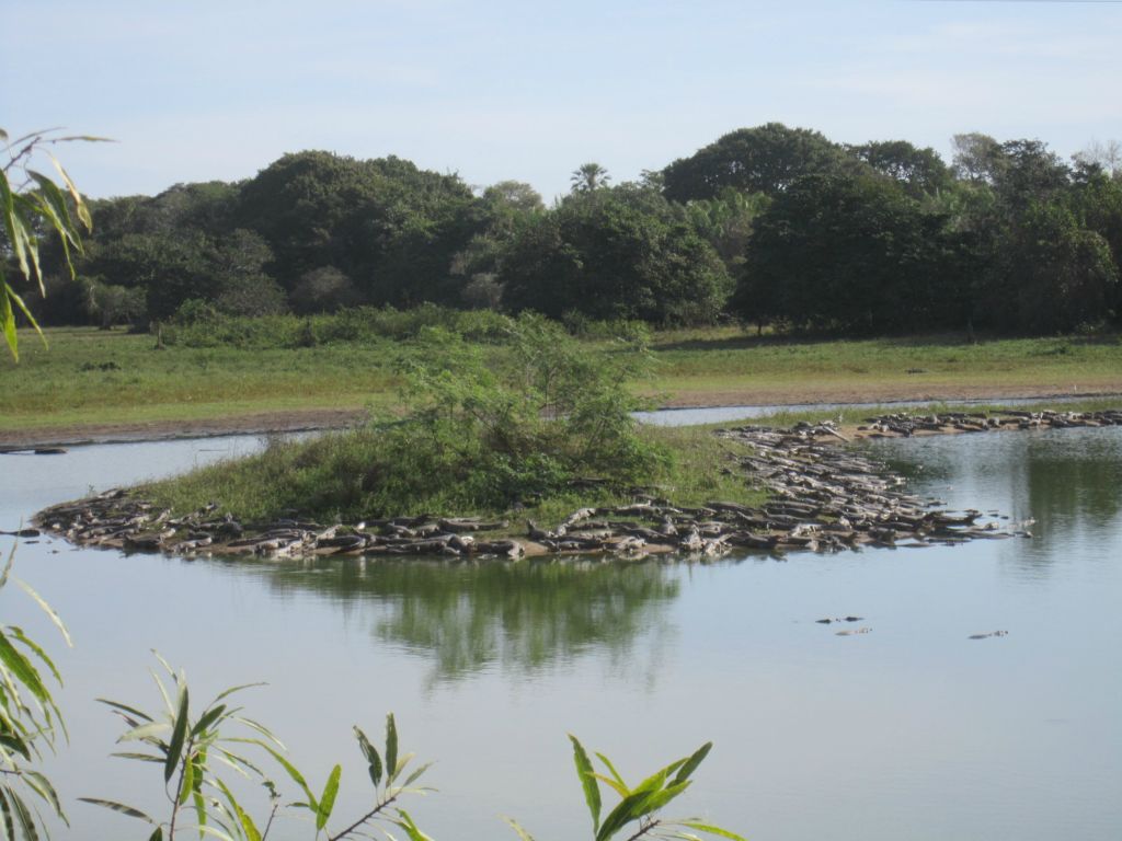 Pantanal brésilien